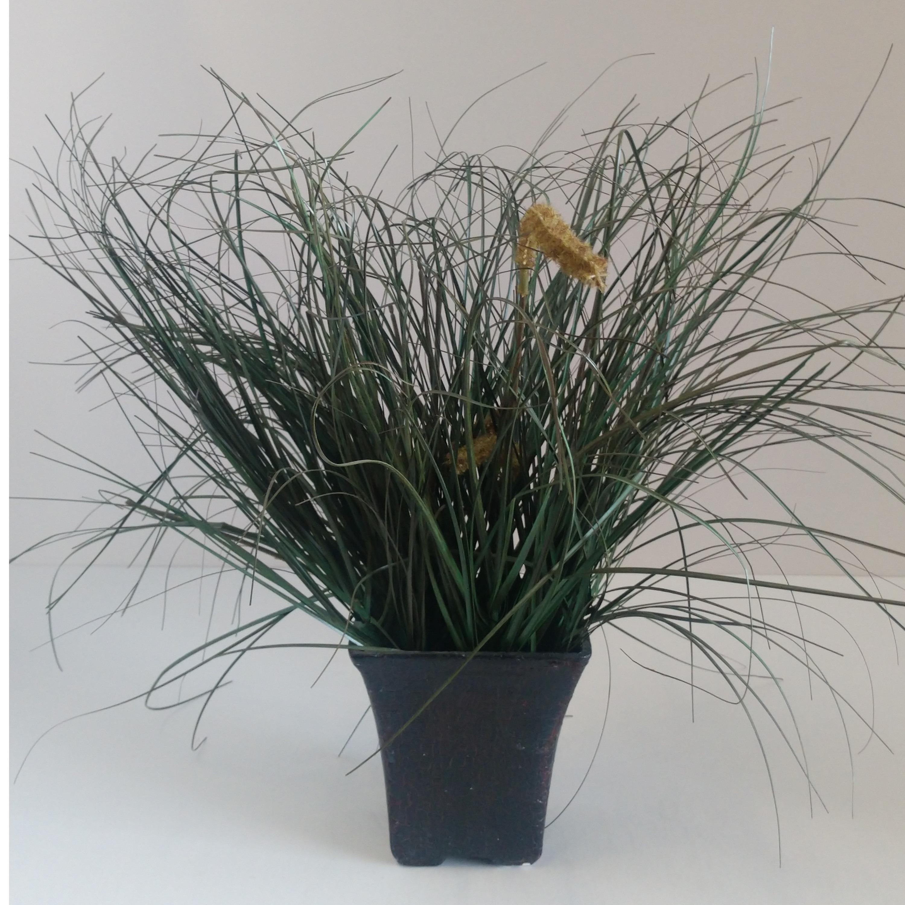 Table Plant
