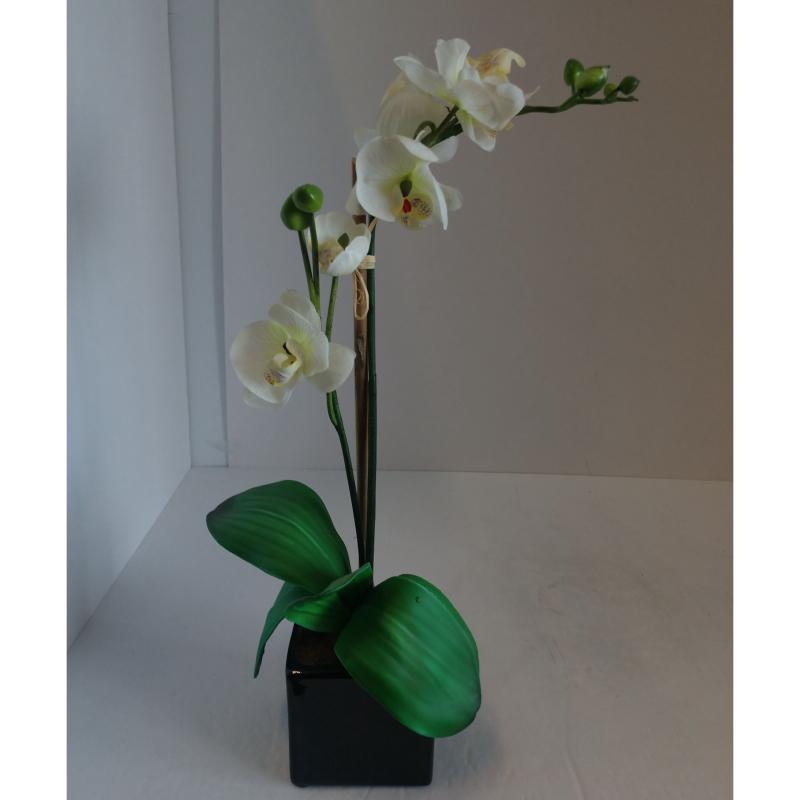 Orchid Plant