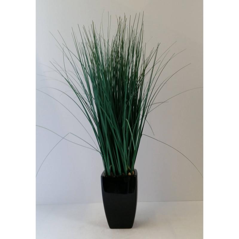  Grass Plant