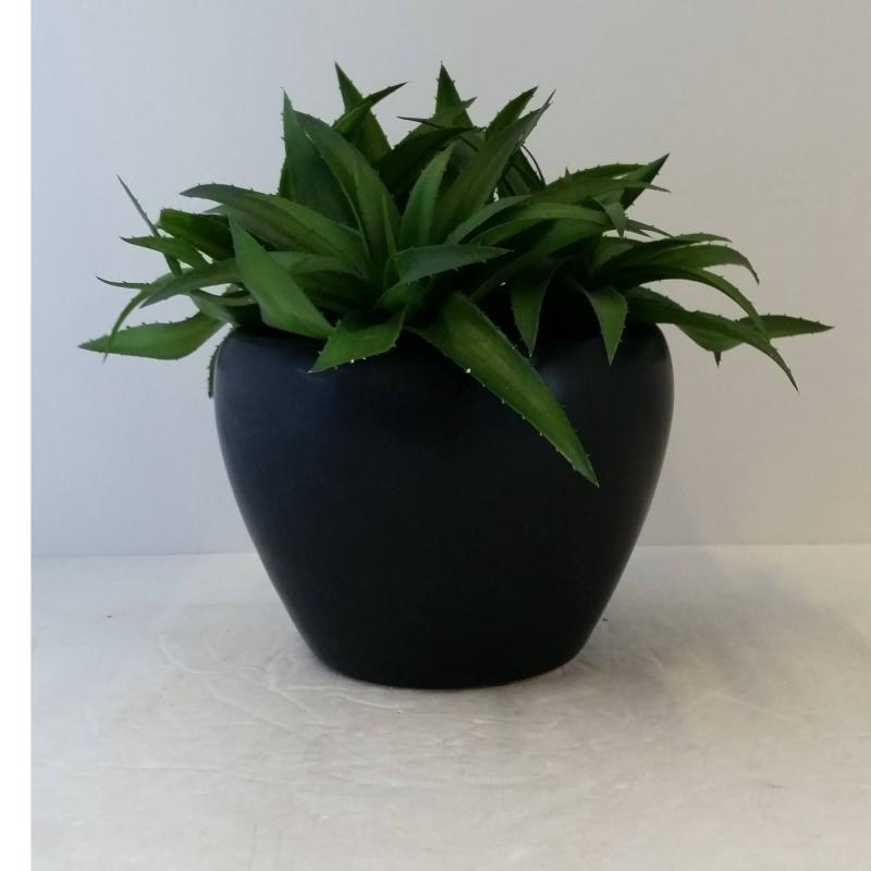 Table Plant