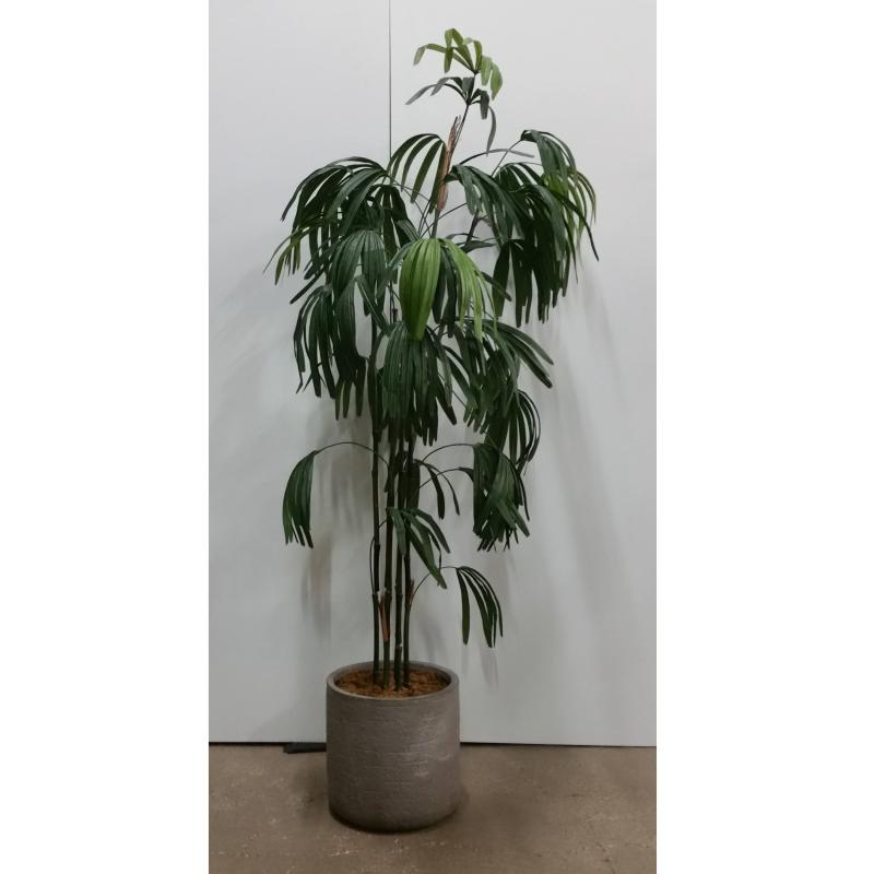 Palm Tree In Rnd. Base