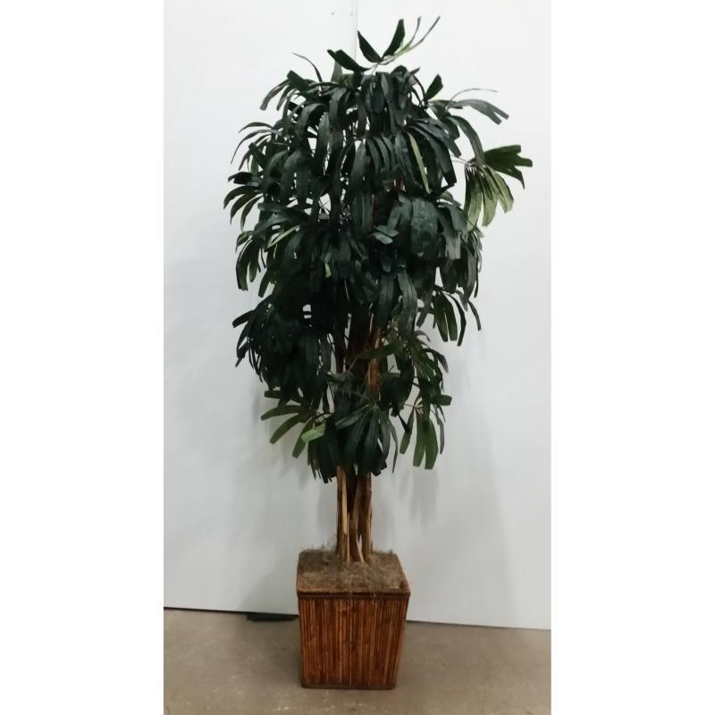 Palm Tree In Sq. Bamboo Base