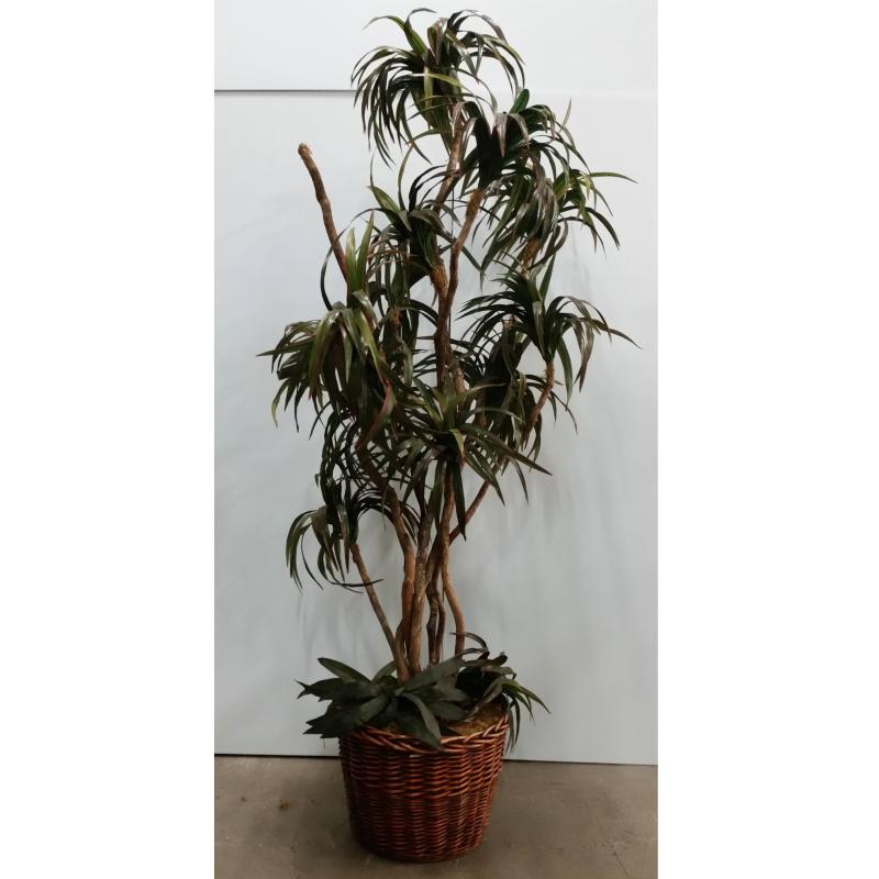 Yucca Tree In Rnd. Wicker Base 