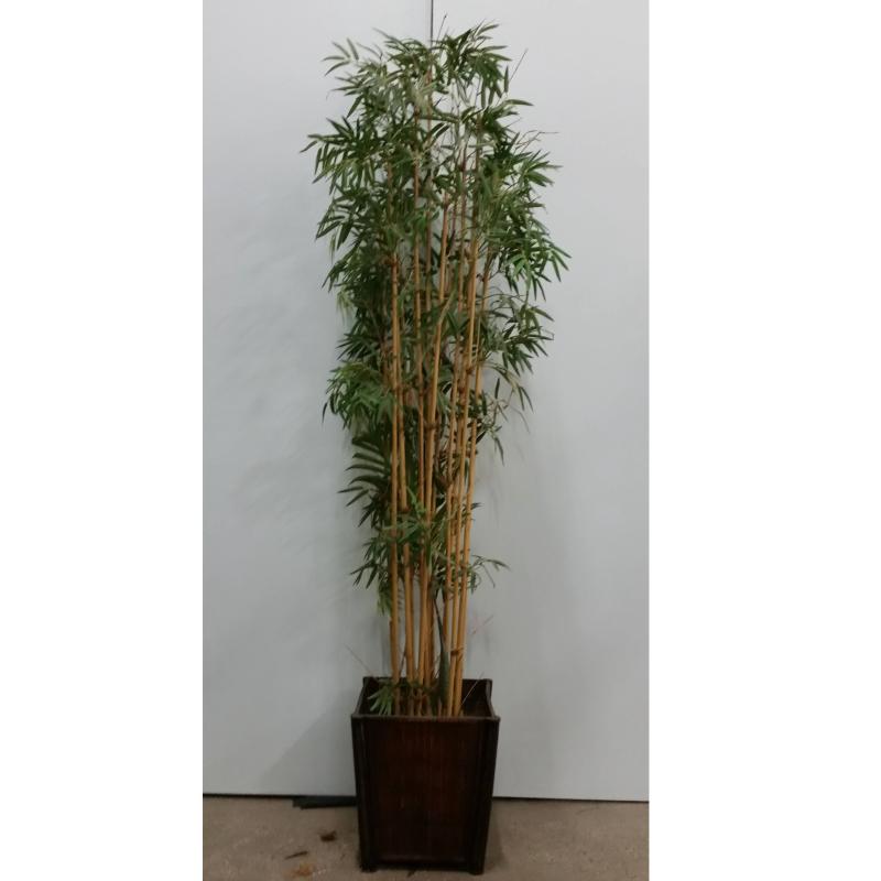 Bamboo Tree In Sq. Base