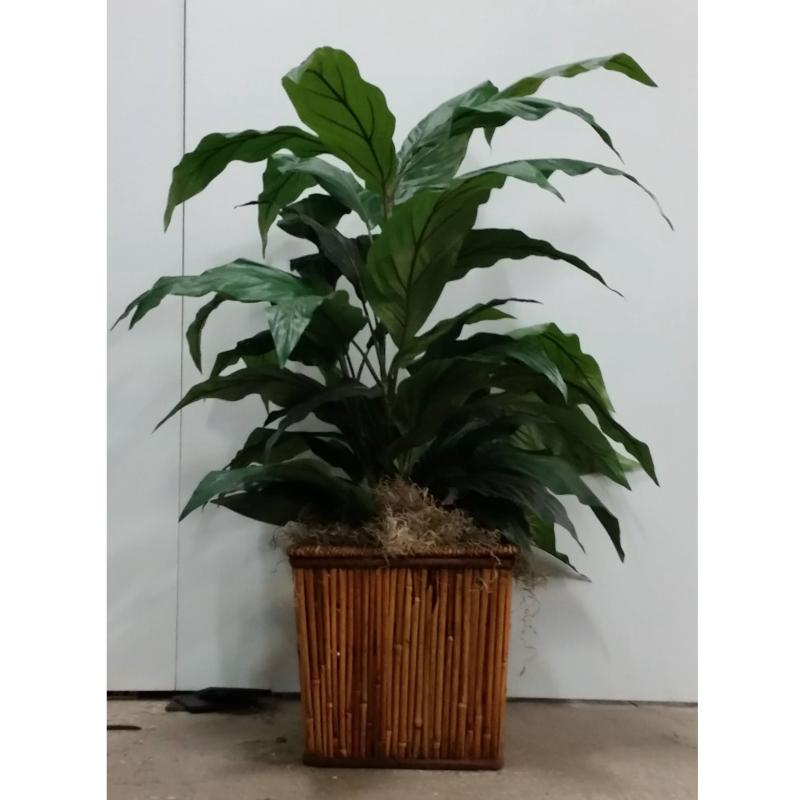 Philodenfron Plant  In Sq. Bamboo Base 