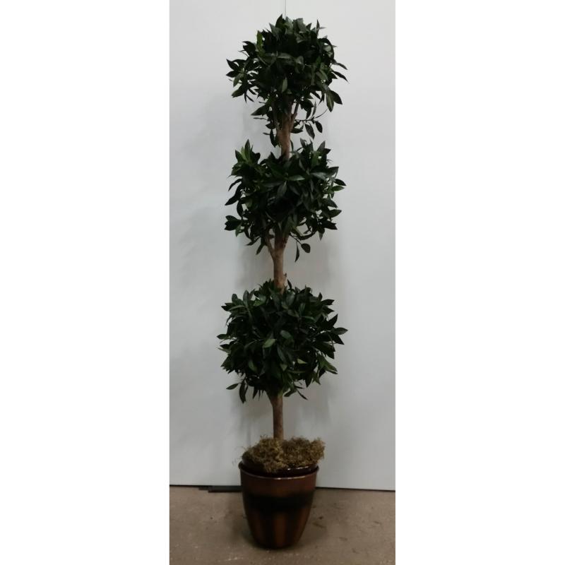 Tree In Rnd. Base