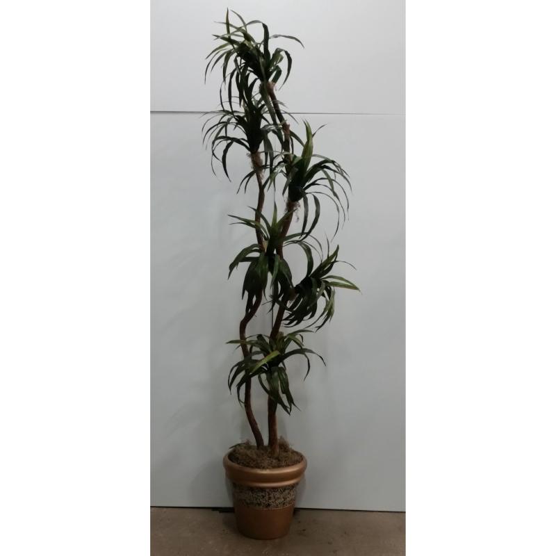 Yucca Tree In Rnd. Base