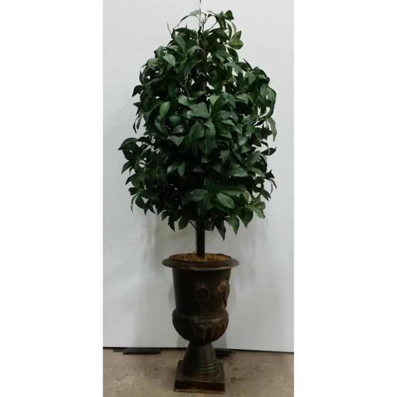 Tree In Rnd. Pedestal Base