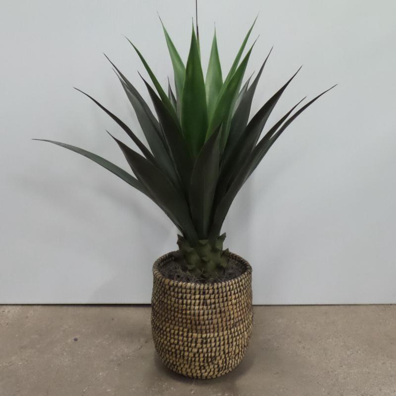 Floor Plant In Rnd. Base