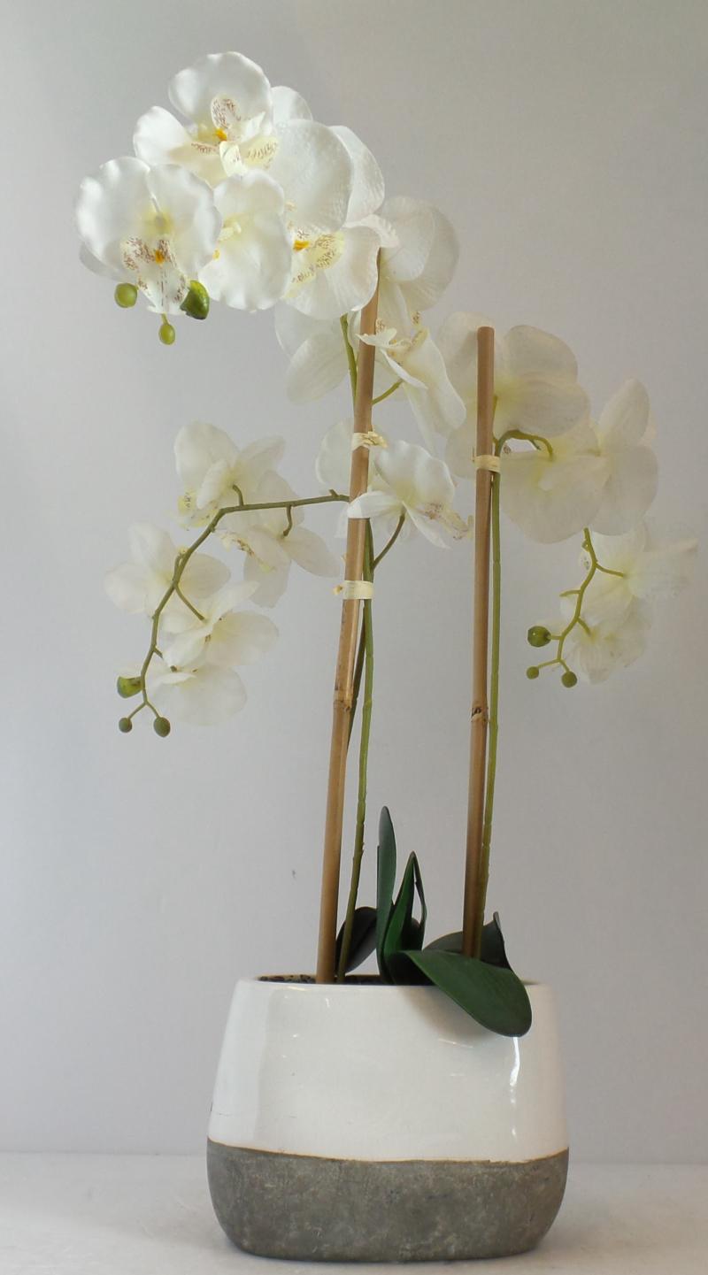 Flower In Pot