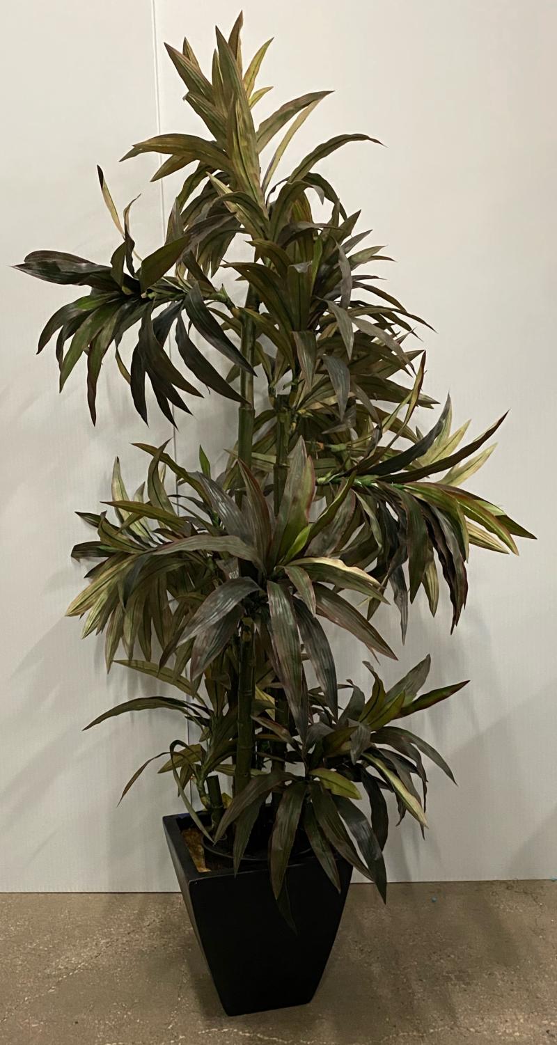 Tree In Sq. Base