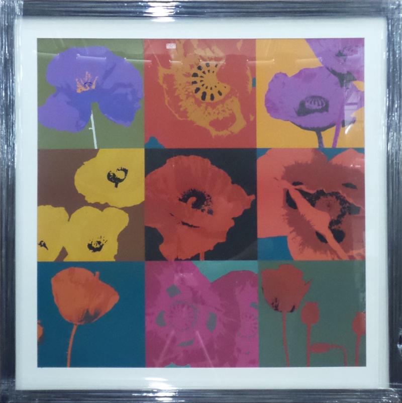 Colored Poppy Flowers