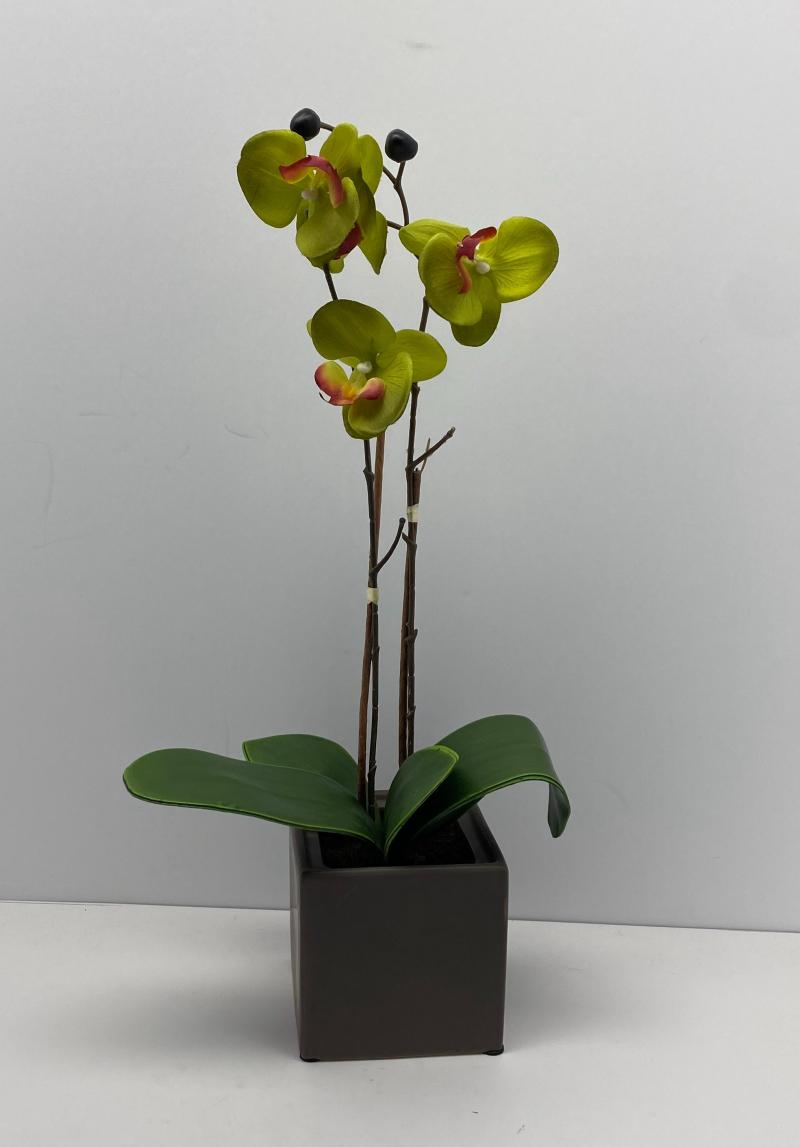 Orchid