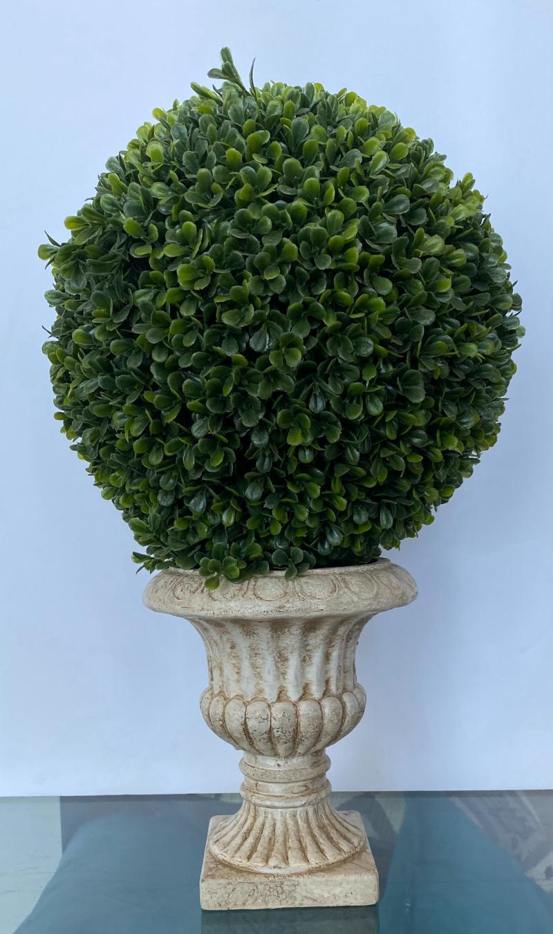 Topiary Boxwood 