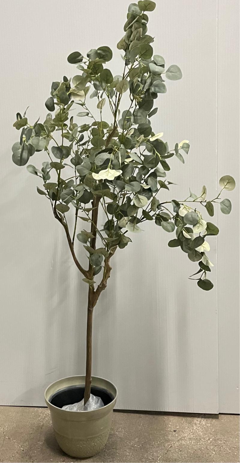 Olive Tree