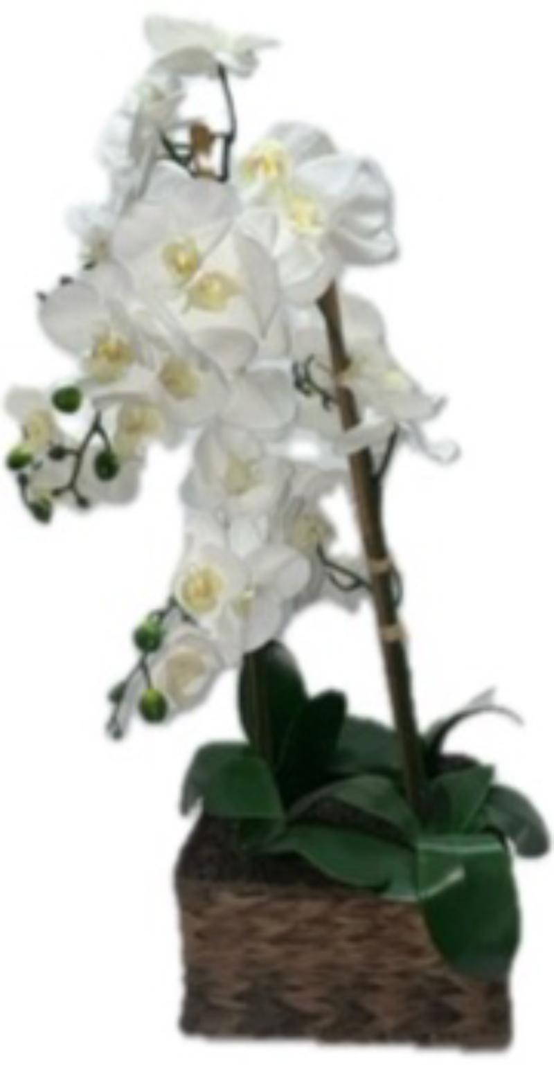 Large White Orchid In Basket