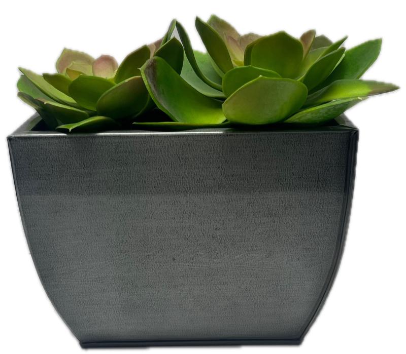 Succulent In Gray Pot