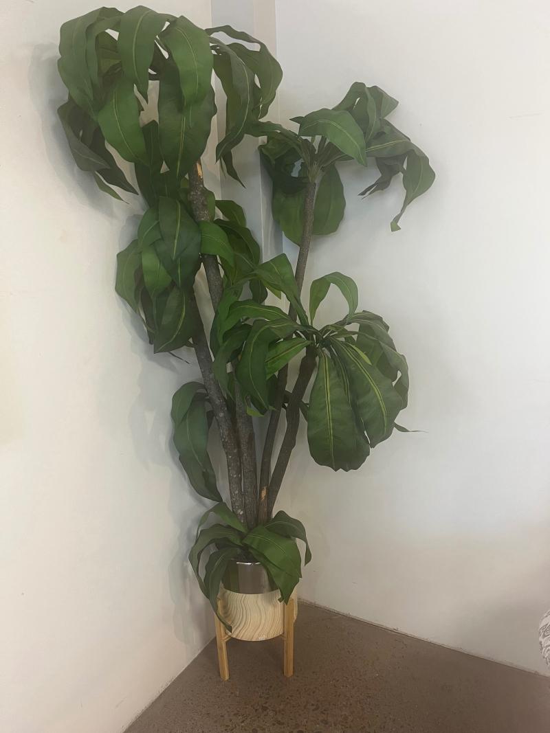 Tree In Wood Base
