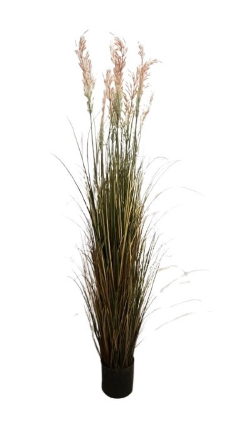 Tall Grass