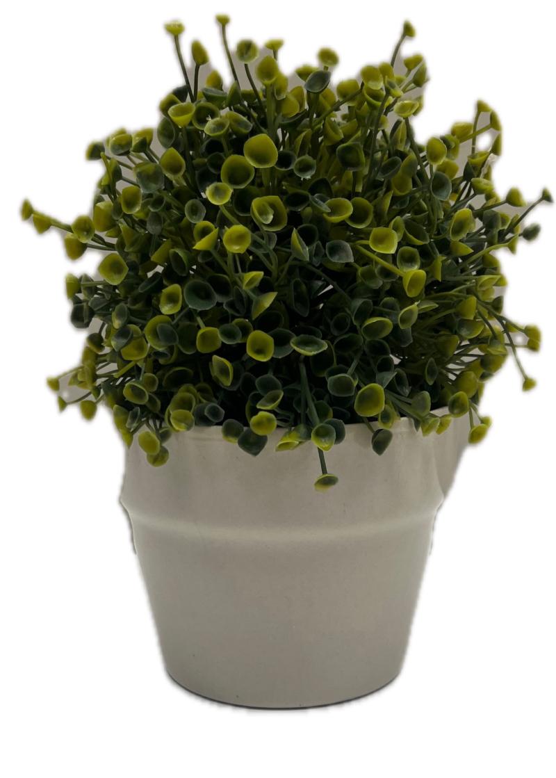 Tiny Round Leaves In Pot