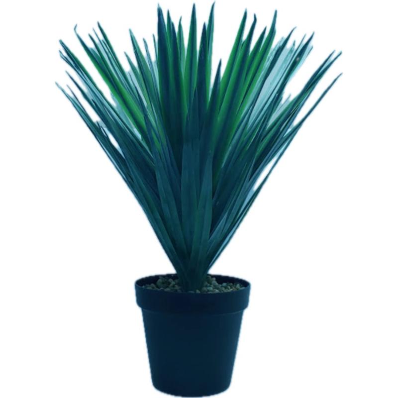 Spiky Plant In Black Pot