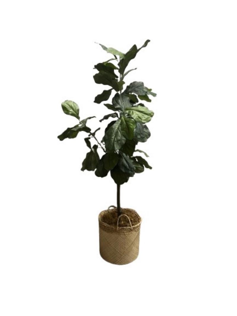 Floor Plant In Rnd Basket