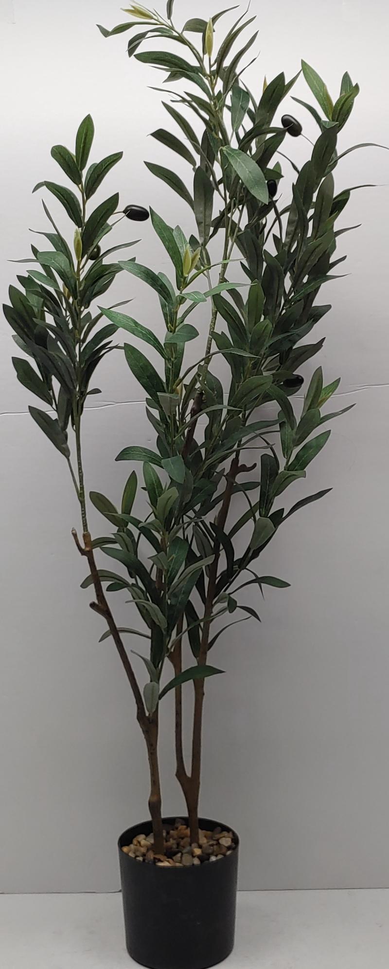 Small Olive Tree