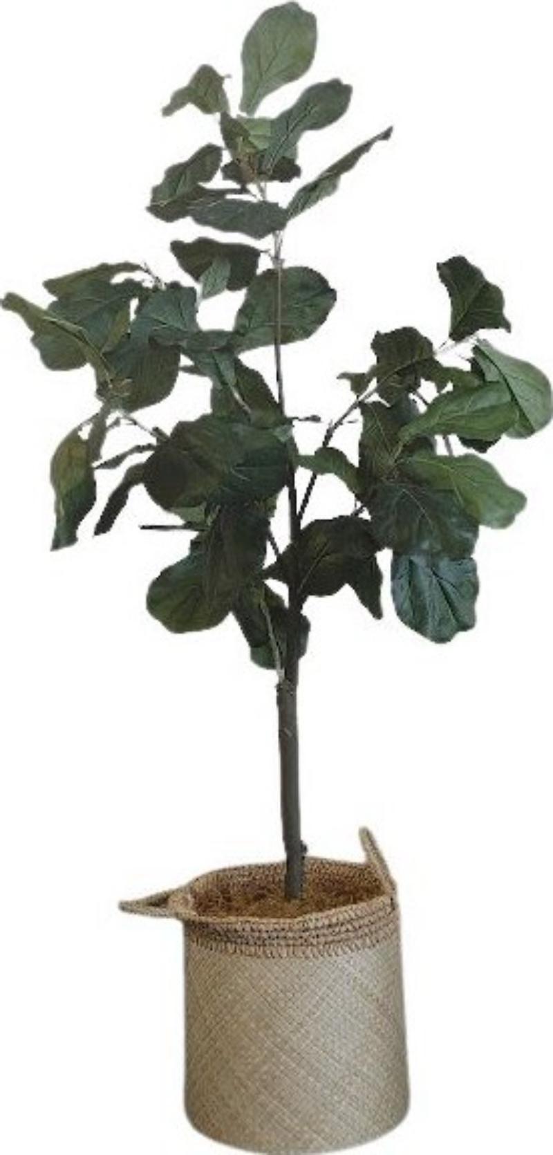 Tall Plant In Basket
