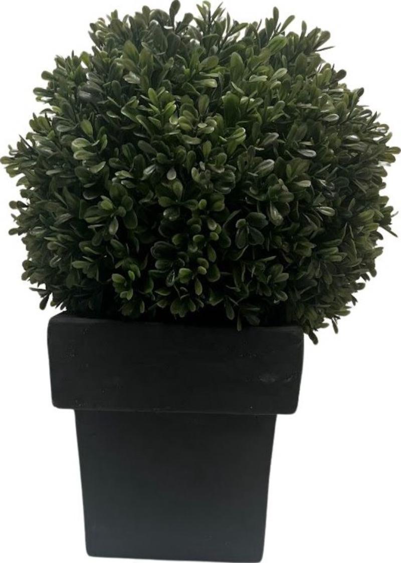 Boxwood Plant In Vase