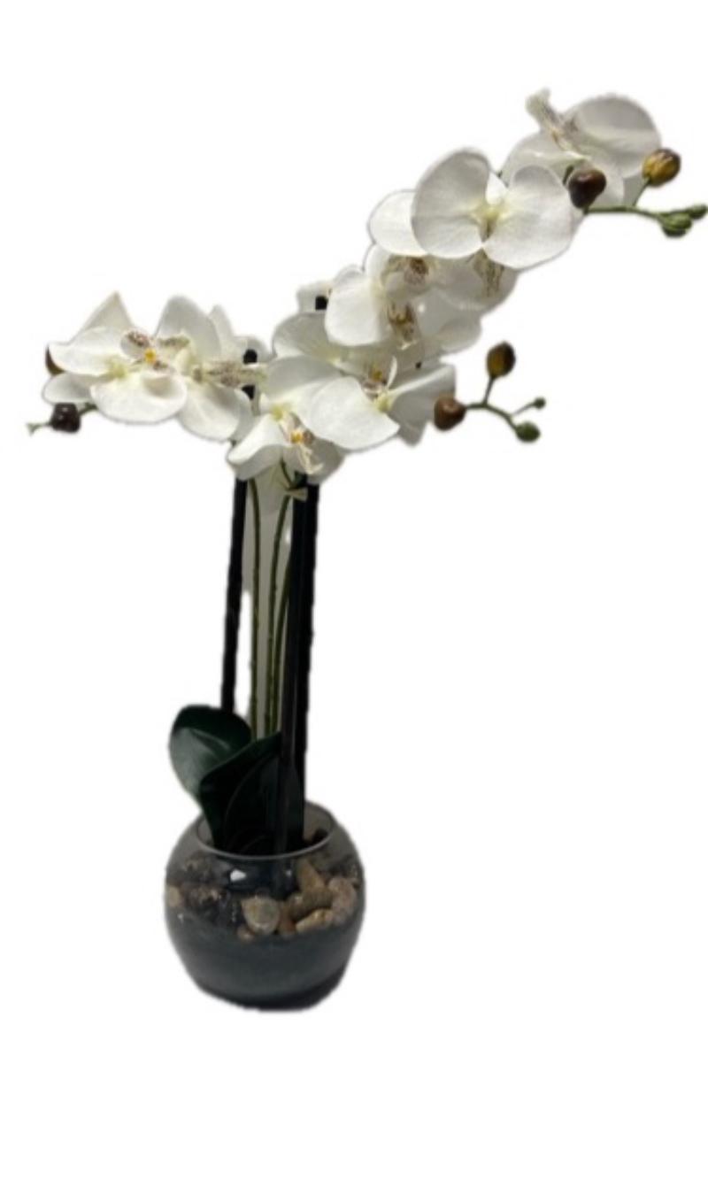 Orchid In Glass Bowl