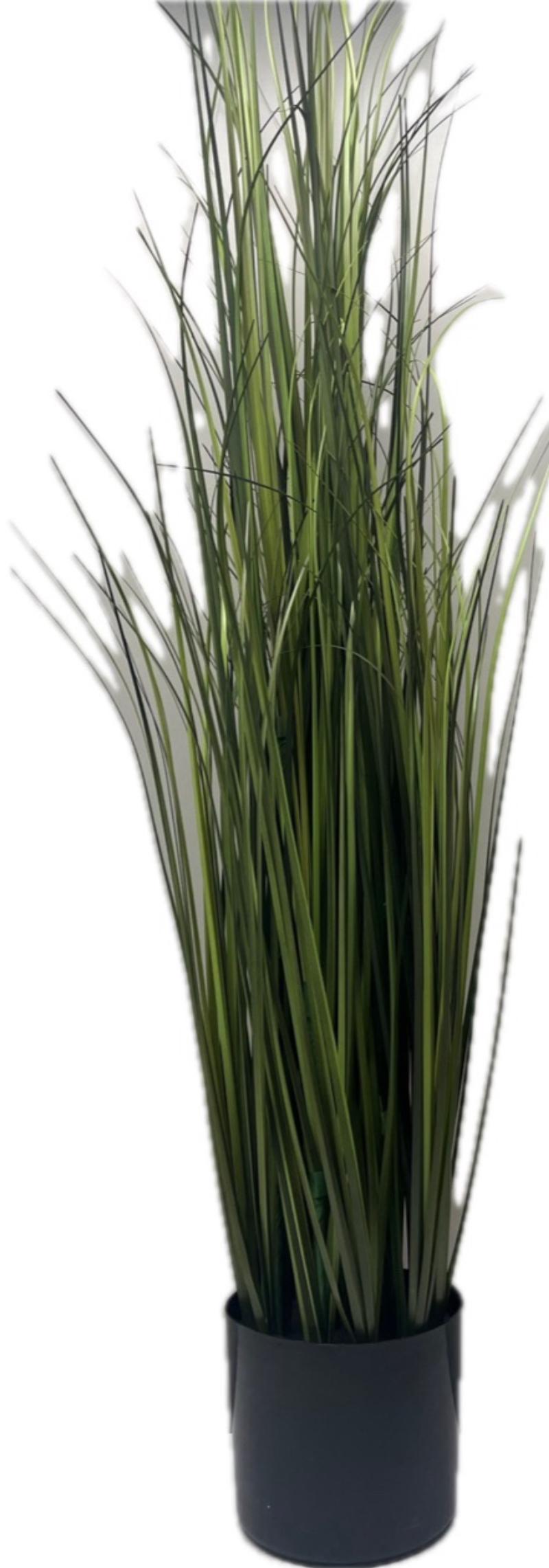 Tall Grass