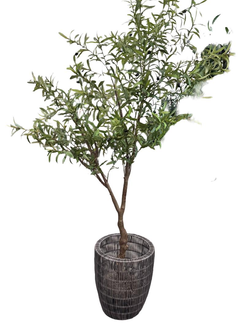 Olive Tree 