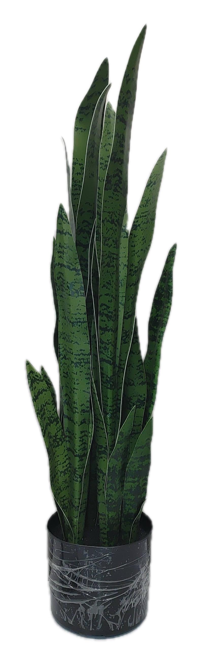 Sansevieria Plant