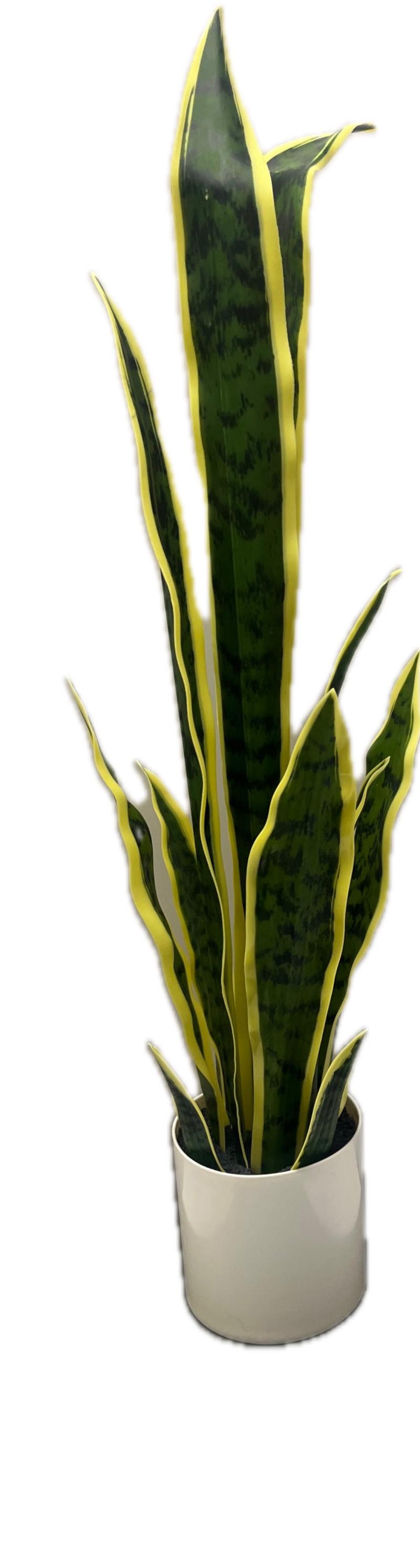 Snake Plant In White Pot
